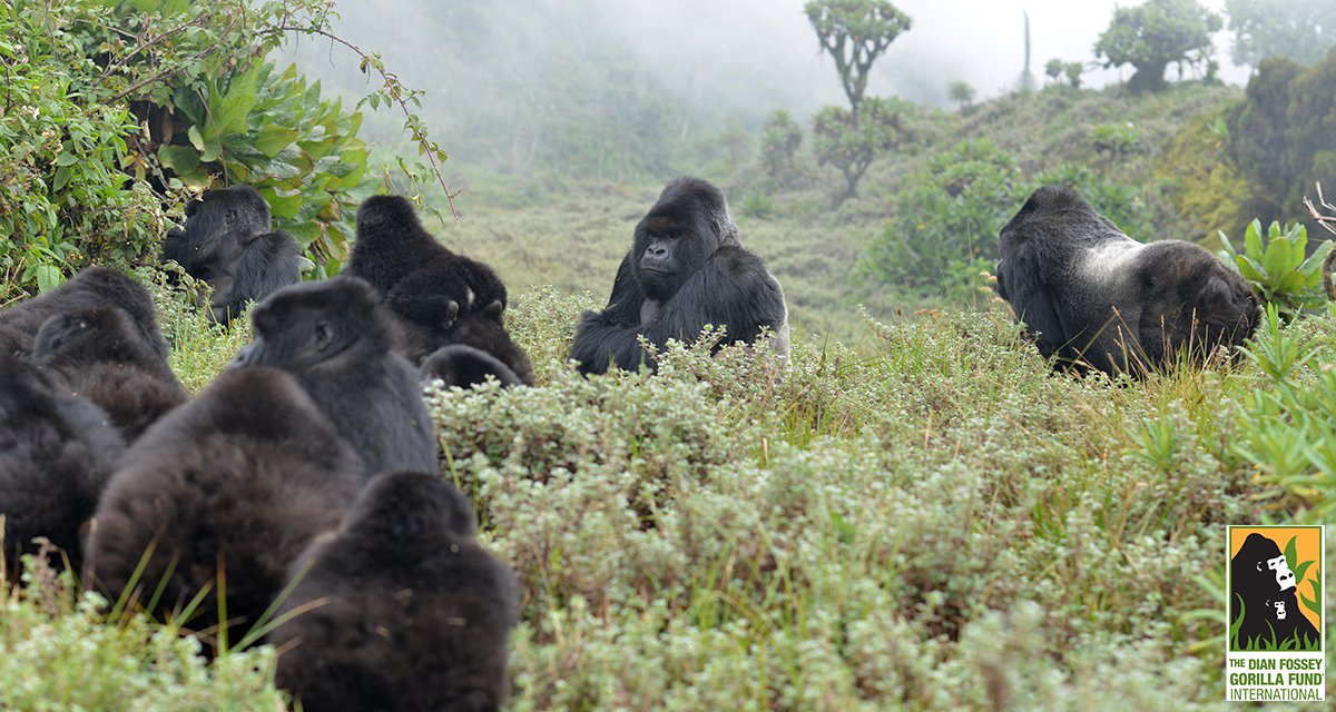 Dian fossey презентация