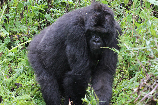 dian fossey gorilla fund international beetsmee group