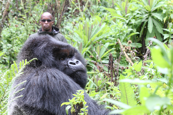 dian fossey gorilla fund international jobs